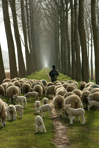 SHEPHERDED AND LED